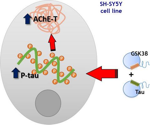 糖原合酶激酶 3β 的 Tau 磷酸化调节乙酰胆碱酯酶表达 Journal of Neurochemistry X MOL