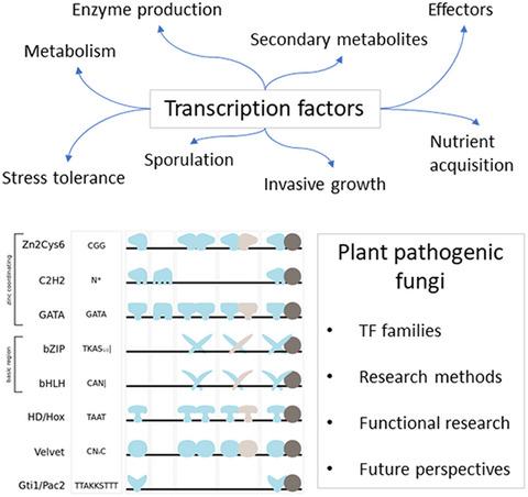 Transcription Factor Control Of Virulence In Phytopathogenic Fungi