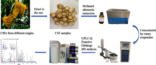 通过 UPLC Q Exactive Orbitrap MS 鉴定不同产地柑橘中的成分 ACS Omega X MOL