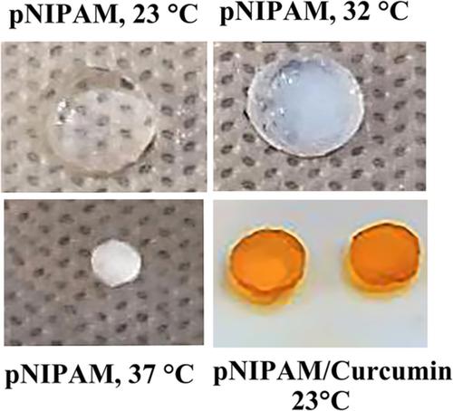 基于 pNIPAM 水凝胶的可充电给药系统用于姜黄素的局部释放 Journal of Applied Polymer Science X MOL