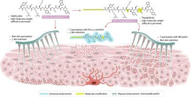 Enhanced Skin Retention And Permeation Of A Novel Peptide Via