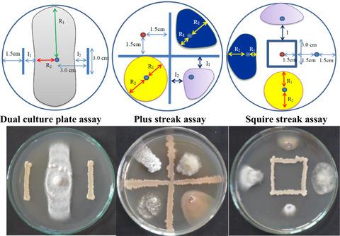 Novel And Rapid Agar Plate Methods For In Vitro Assessment Of Bacterial