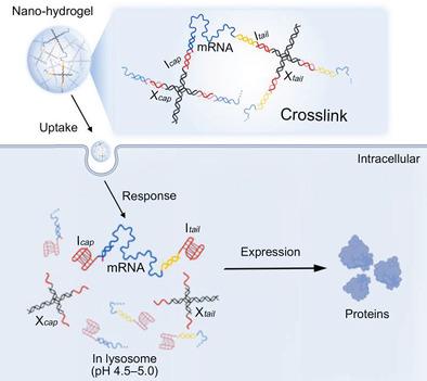 Mrna Delivery By A Ph Responsive Dna Nano Hydrogel Small X Mol