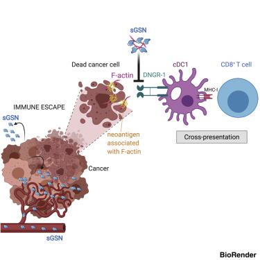 Dngr Cell X Mol