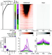 Comprehensive Analysis Of Epigenetic Signatures Of Human Transcription