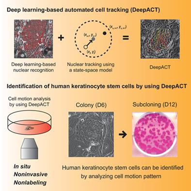 Label Free Quality Control And Identification Of Human Keratinocyte