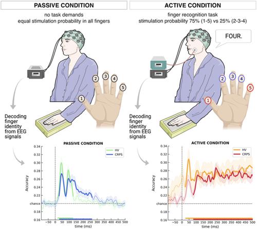 Attentional Modulation Of Neural Dynamics In Tactile Perception Of