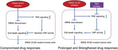 Focal Adhesion Kinase Fak Inhibition Synergizes With Kras G C