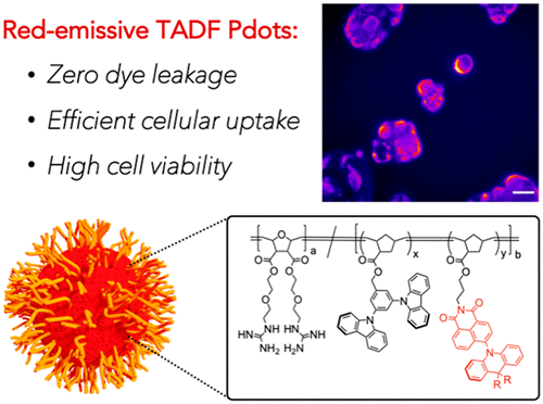 Red Emissive Cell Penetrating Polymer Dots Exhibiting Thermally