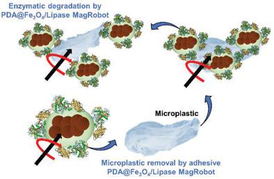 贻贝启发的粘性磁性 酶促微型机器人去除和降解微塑料 Small Methods X MOL