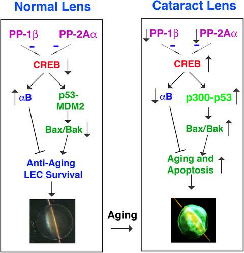 Pp And Pp A Modulate Camp Response Element Binding Protein Creb