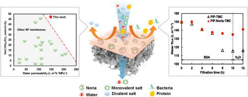 Tailored Thin Film Nanocomposite Membrane Incorporated With Noria For