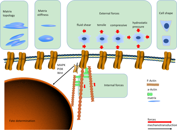 Integrins In The Regulation Of Mesenchymal Stem Cell Differentiation By