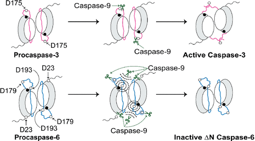 Caspase Activation Of Procaspase But Not Procaspase Is Based On