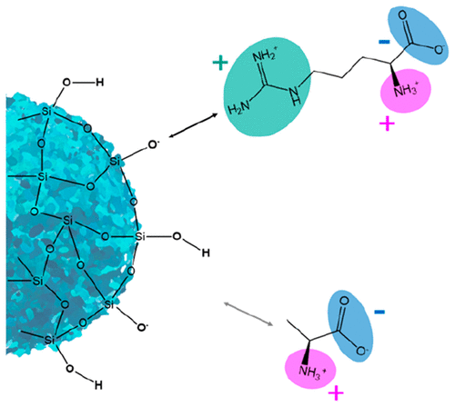 对丙氨酸和精氨酸以原子分辨率与二氧化硅结合的见解 The Journal of Physical Chemistry Letters X MOL