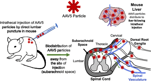 Biodistribution Of Adeno Associated Virus Serotype 5 Viral Vectors