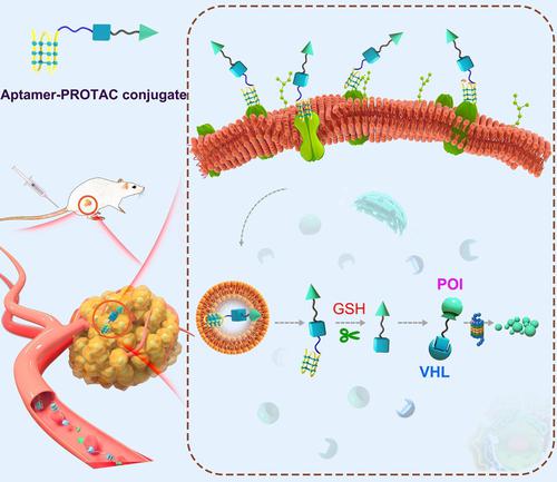 Aptamer PROTAC Conjugates APCs For Tumor Specific Targeting In Breast