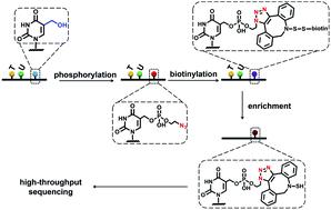 An Enzyme Mediated Bioorthogonal Labeling Method For Genome Wide