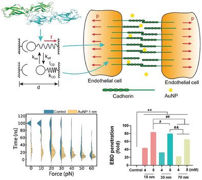 A Framework Of Paracellular Transport Via Nanoparticles Induced