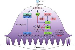 Dendrobine Attenuates Osteoclast Differentiation Through Modulating Ros