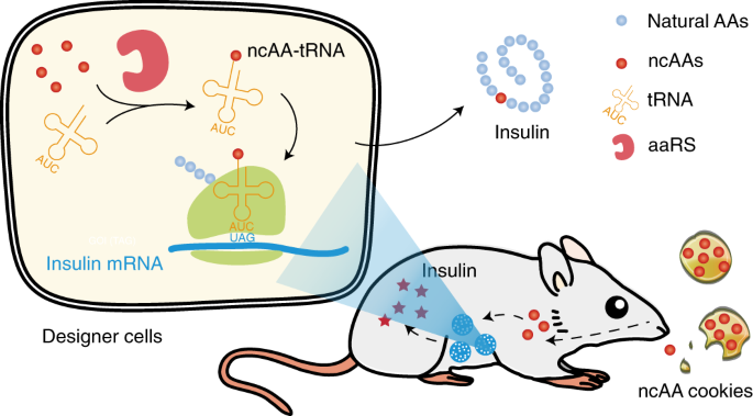 Genetic Code Expanded Cell Based Therapy For Treating Diabetes In Mice