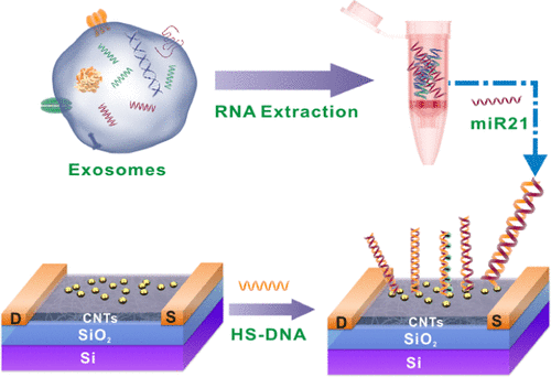 Carbon Nanotube Field Effect Transistor Biosensor For Ultrasensitive