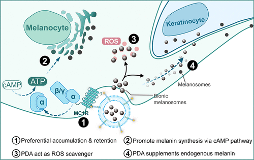 Biomimetic Melanosomes Promote Orientation Selective Delivery And