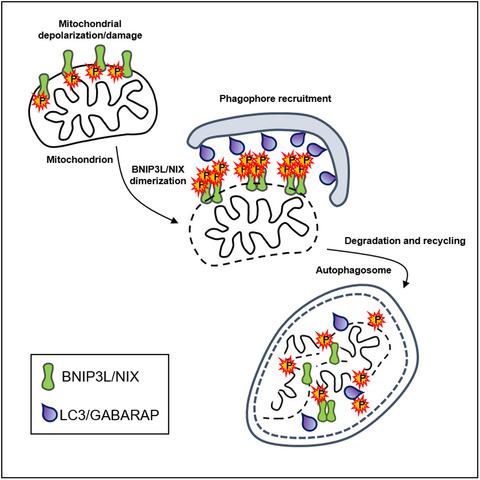 A Brief Overview Of Bnip L Nix Receptor Mediated Mitophagy Febs Open