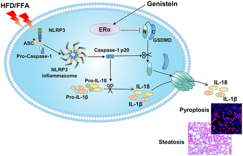 Estrogen Receptor Regulates Metabolic Associated Fatty Liver Disease