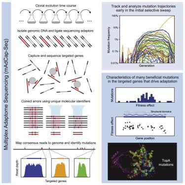 High Throughput Characterization Of Mutations In Genes That Drive