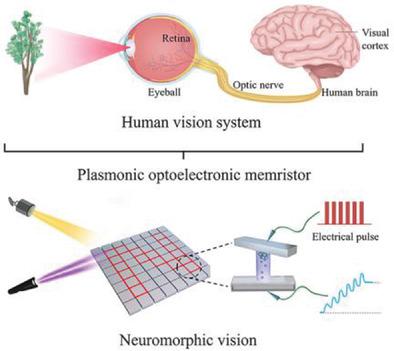 等离子体光电忆阻器使神经形态视觉的完全光调制突触可塑性成为可能 Advanced Science X MOL