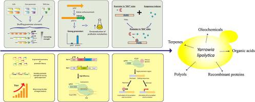 Advancing Yarrowia Lipolytica As A Superior Biomanufacturing Platform