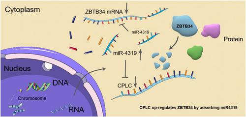 Lnc CPLC Promotes The Progression Of Colorectal Cancer Via Regulating