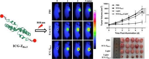 Her Specific Affibody Mediated Tumor Targeting Delivery Of Icg