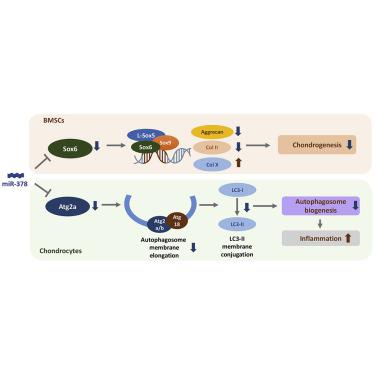 MicroRNA 378 通过调节软骨细胞自噬和骨髓间充质干细胞软骨形成促进骨关节炎 Molecular Therapy Nucleic