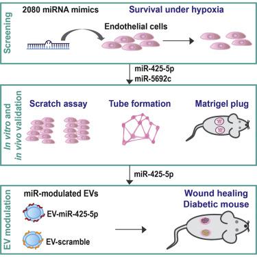 富含内皮细胞促存活microRNA的细胞外囊泡影响皮肤组织再生 Molecular Therapy Nucleic Acids X MOL