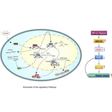 Lncrna Tug Molecular Therapy X Mol