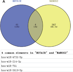 Lncrna Hotair Promotes Proliferation And Suppresses Apoptosis Of Mouse