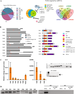 Heightened Mir Nlr Interactions Facilitate Necrotrophic