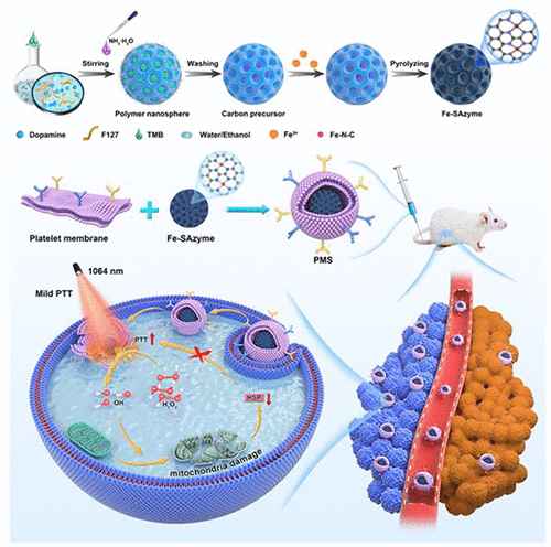 用于线粒体损伤介导的温和光热疗法的血小板模拟单原子纳米酶 ACS Applied Materials Interfaces X MOL