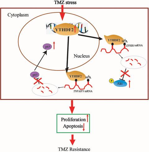 Ythdf Promotes Temozolomide Resistance In Glioblastoma By Activation