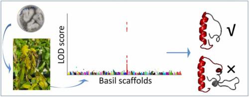 Genome Based High Resolution Mapping Of Fusarium Wilt Resistance In