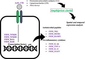 Molecular Cloning Expression Analysis Of Interleukin D Cysteine