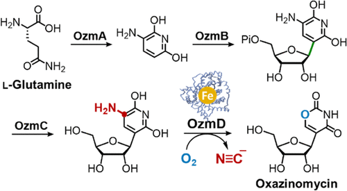 Characterization Of The Oxazinomycin Biosynthetic Pathway Revealing The