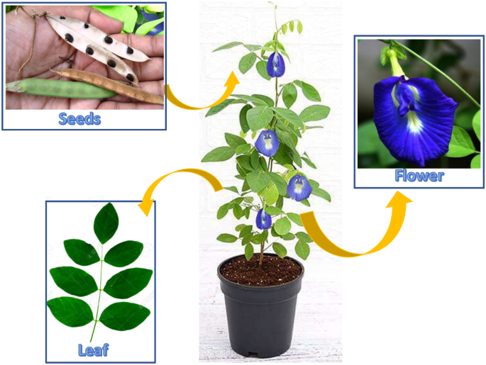 通过量子力学方法研究 Clitoria ternatea 植物化学物质的非线性光学响应并通过计算机方法研究其抗阿尔茨海默病活性