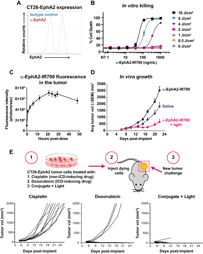 Cancer Targeted Photoimmunotherapy Induces Antitumor Immunity And Can