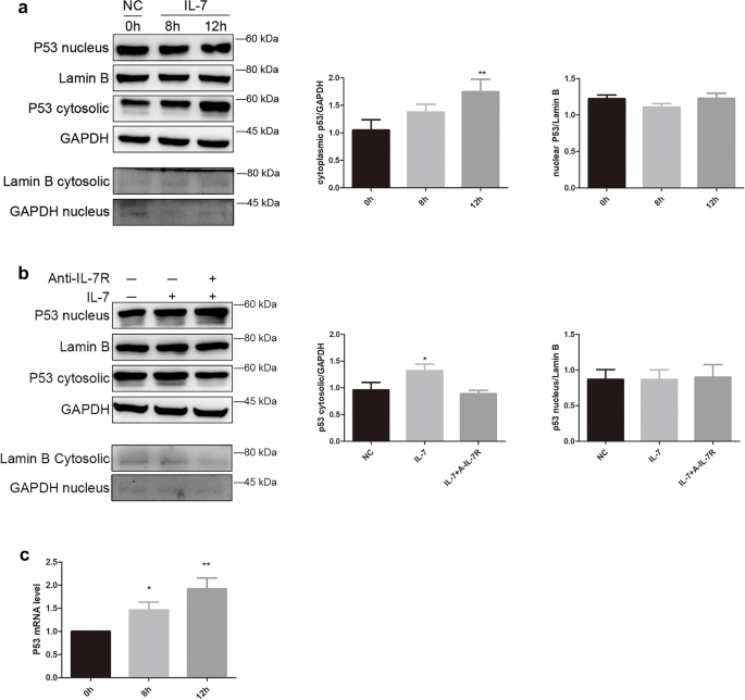 P Ampk Mtor Scientific Reports X Mol