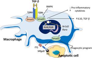 Smad2 和 Smad3 在调节梗死心肌巨噬细胞表型和功能中的差异作用 Journal of Molecular and Cellular