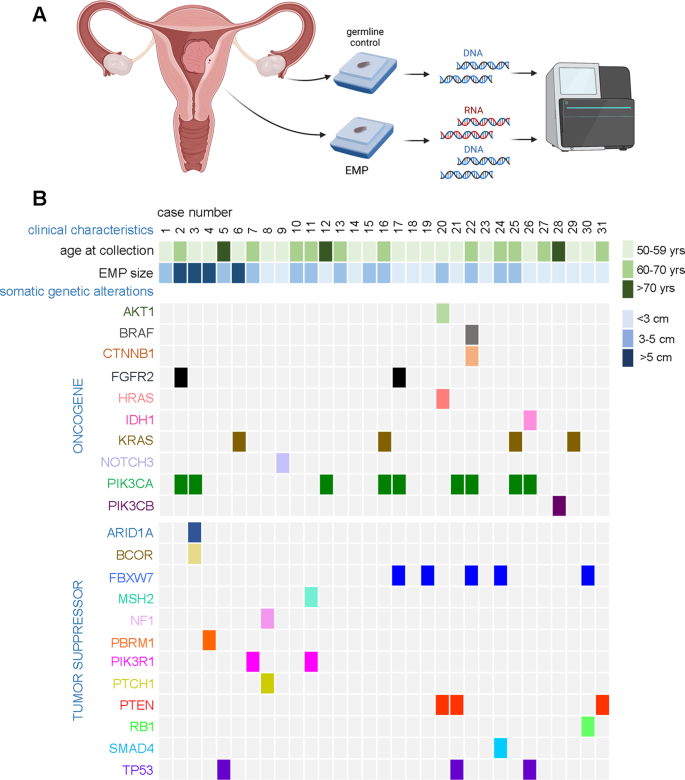 Endometrial Polyps Are Non Neoplastic But Harbor Epithelial Mutations