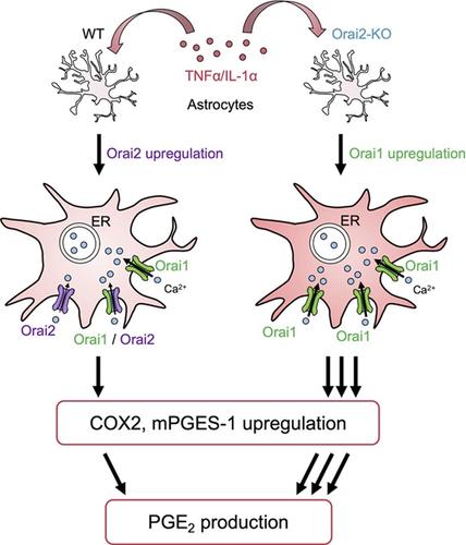 Orai2 通道调节 TNFα IL1α 刺激的星形胶质细胞中前列腺素 E2 的产生 Glia X MOL